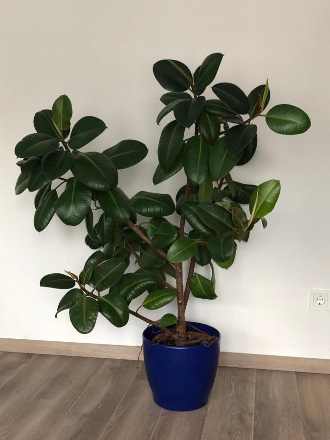 Ferienwohnung Dunja Bullay Esterno foto